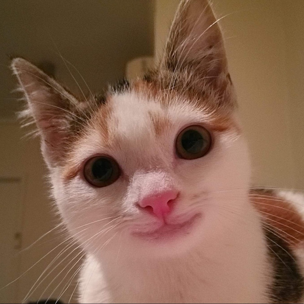 Meet your Posher, Olena